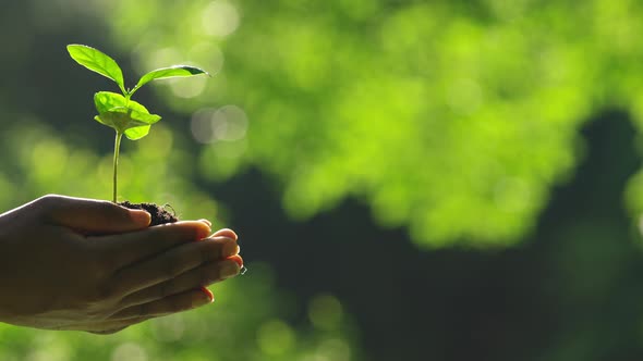 African Woman Holding Little Green Sprout in Hands