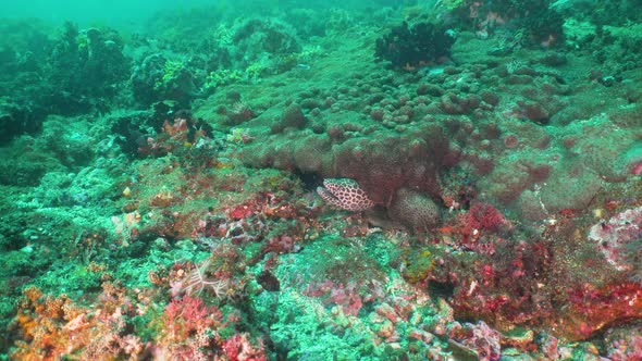 Moray on the Coral Reef