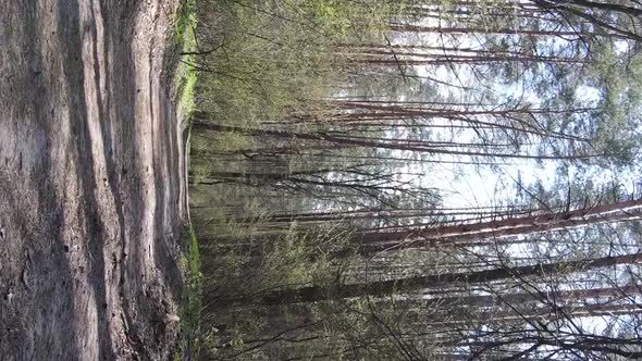 Vertical Video of a Road in the Forest