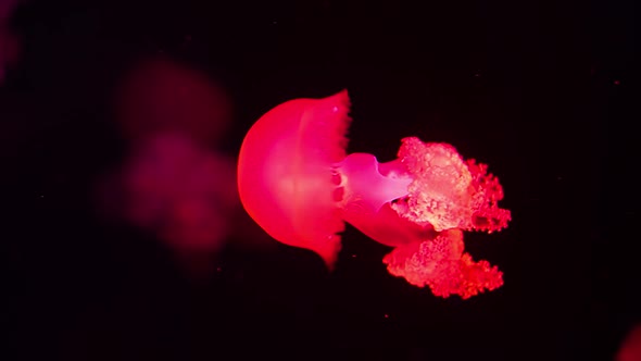 Beautiful red jellyfish (Catostylus Mosaicus) swimming underwater