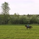 A Human Rides a Horse Across a Field - VideoHive Item for Sale