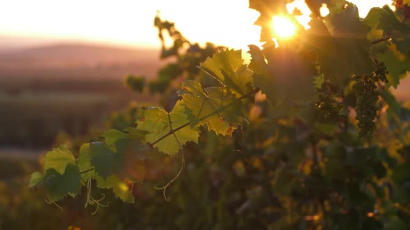 Sunset in the Winery