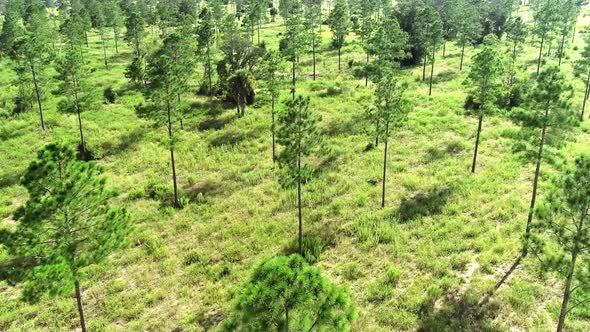 Aerial view above the trees of a pine forest in Central Florida.