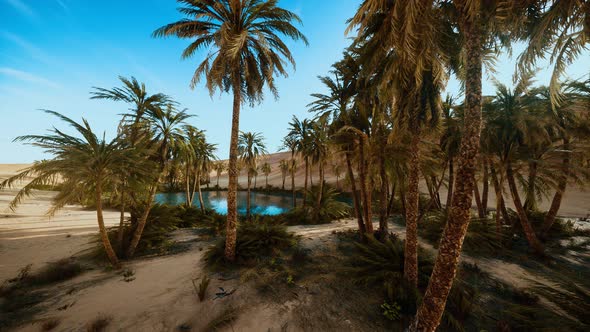Oasis with Palm Trees in Desert