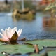 Flower of a Pink Lily in a Pond Among Green Foliage - VideoHive Item for Sale