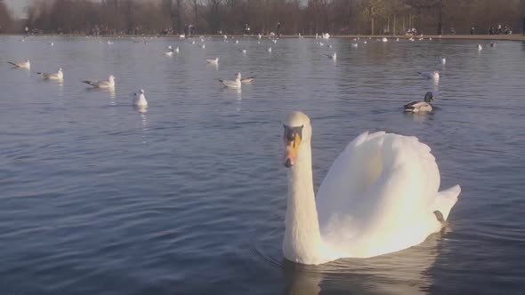 Swan Swimming past tha camera.