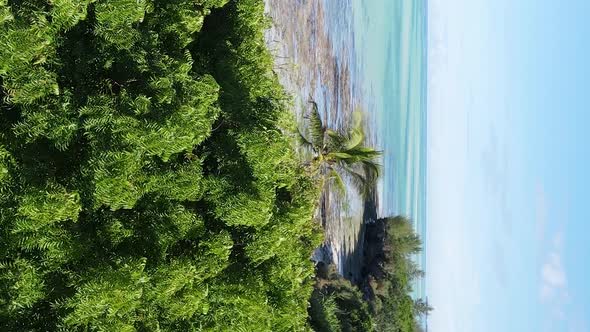 Zanzibar Tanzania  Coast of Island Covered with Thickets Slow Motion