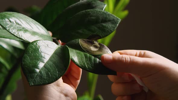 Close-up of a woman's hands wiping the dust off the sick leaves of the indoor plant Zamioculcas