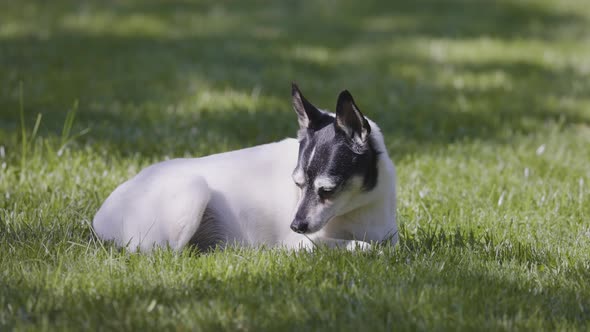 Adorable Toy Fox Terrier Dog Relaxing on Grass Outside