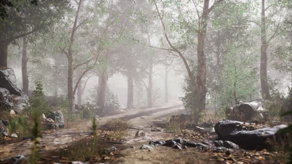 Summer Forest with Deep Fog