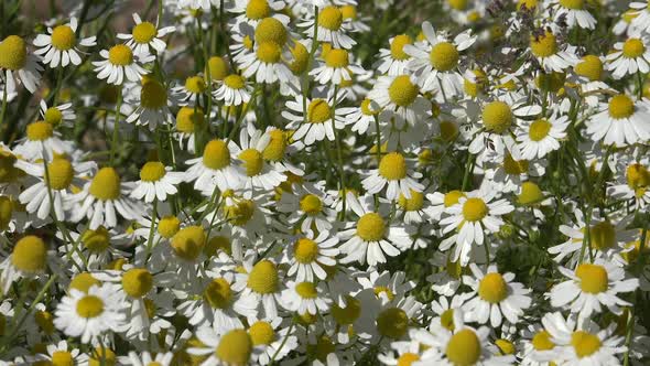 Camomile 2