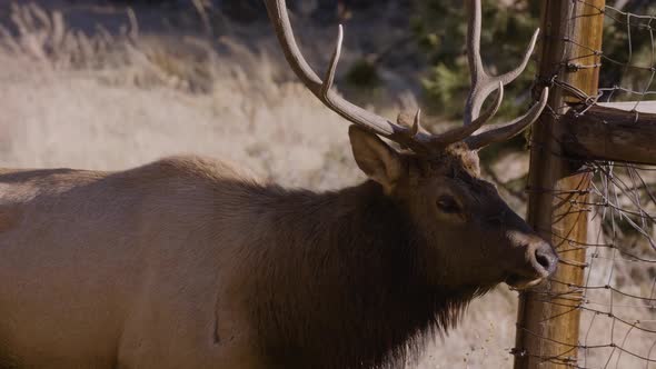 A herd of wild elks in the Rocky Mountain National Park