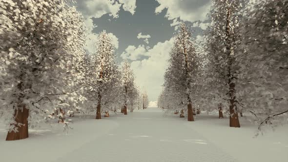 Nature Scenery Snow Road Winter Forest