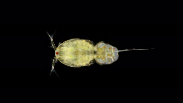 Zooplankton of the Black Sea Under a Microscope. Copepoda Family of Crustaceans From the Order