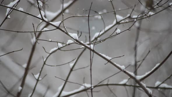 Snowing Tree
