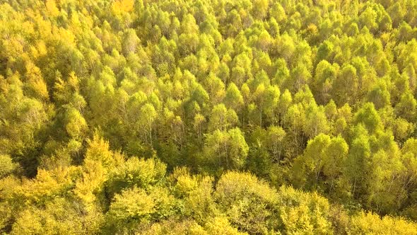 Autumn forest with bright orange and yellow leaves. Dense woods in sunny fall weather.