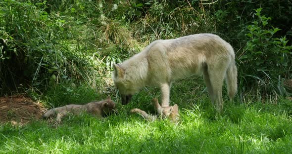 Arctic Wolf, canis lupus tundrarum, Mother and Cub standing near Den Entrance, Real Time 4K