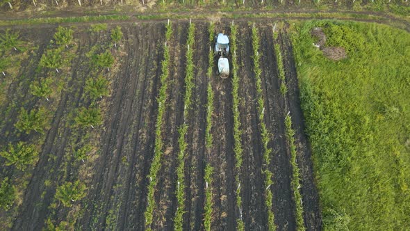 Drone  Aerial View of Tractor Spraying Orchard in Springtime