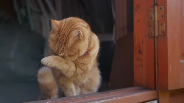 Red Cat Sits at the Front Door of a Country House. Cat Plays Outside