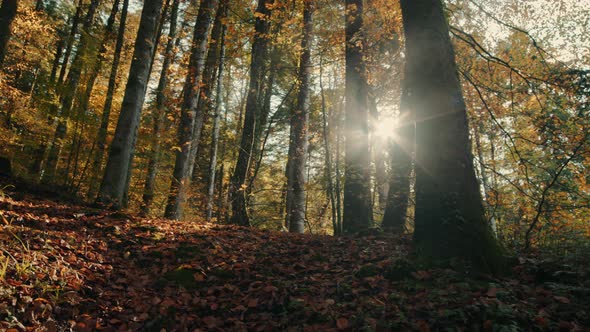 Autumn landscape at sunset hour