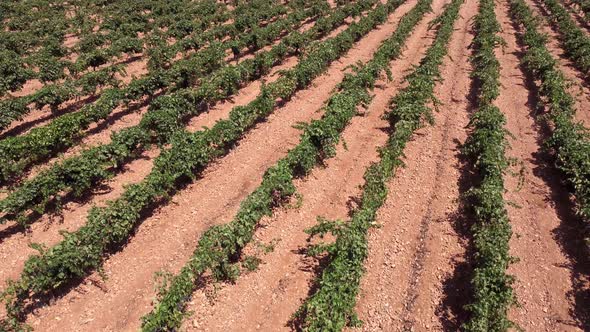 Rows of vineyard on field in countryside