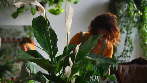 Woman Gardener Sprays Plant with Water While Standing in Light Interior Spbd