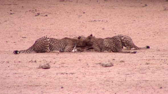 Coalition of African Cheetahs share eating a recently killed antelope