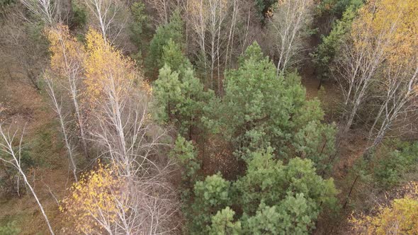 Trees in the Autumn Forest in the Afternoon