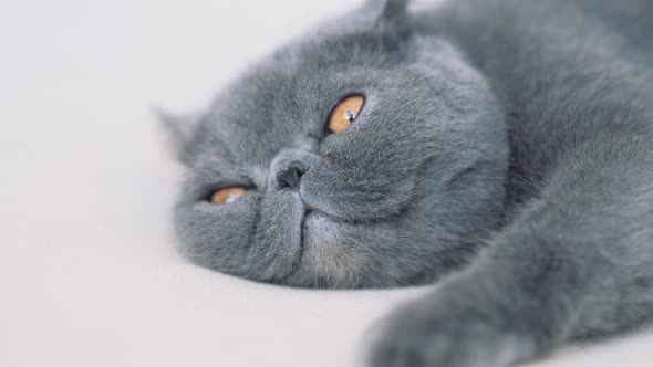 Gray Cat Lying on Carpet on Floor