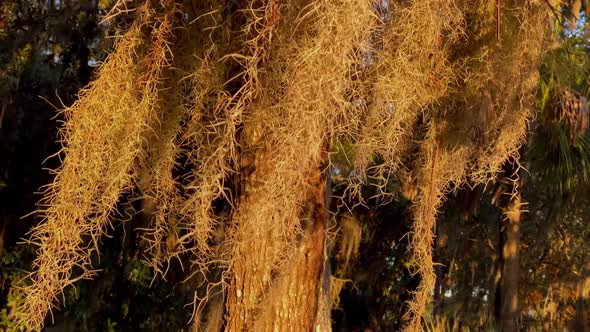 Close up of Spanish Moss blowing in the wind