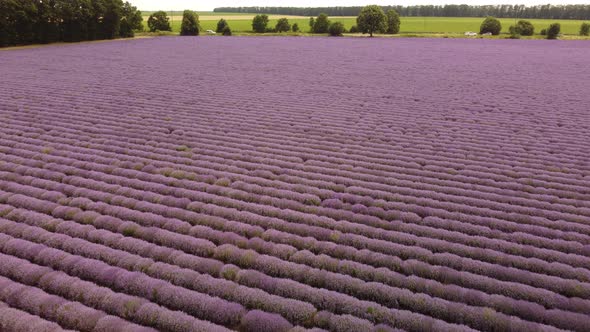 Lavender Fields at the Summer Day Natural Color