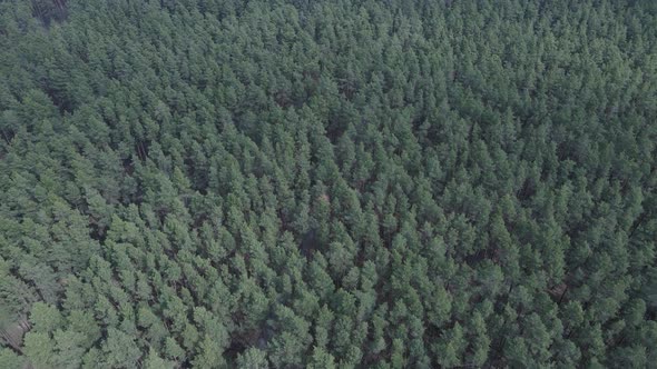 Green Pine Forest By Day Aerial View