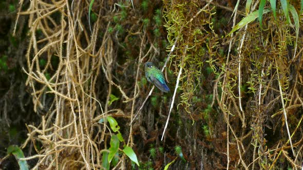 Exotic bird sitting on a branch in a tropical rainforest. Green Thorntail sitting on the tree branch