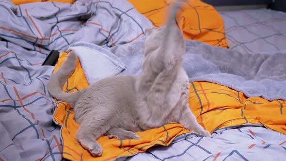 Gray British Domestic Cat Playing with a Rope on the Bed