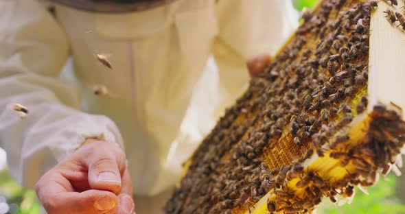 First Plan Focused Closeup Beekeeper's Hand and a Bee on His Finger Beehive Frame with Honeycombs