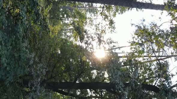 Vertical Video of a Forest with Trees in Ukraine