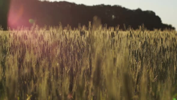 Green Wheat Field, Winter Crops Growing, Agriculture Business, National Wealth