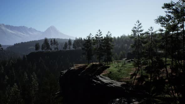 Misty Foggy Mountain Landscape with Fir Forest alt