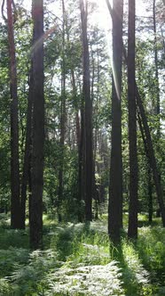 Vertical Video of a Summer Green Forest with Trees During the Day Slow Motion