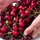 Female wash fresh cherry berries. Women Hands Washing Cherry With Water - VideoHive Item for Sale