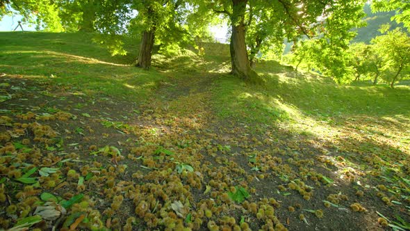 Chestnuts in Barbed Shells Lie on Hill Among Leaves on Grass