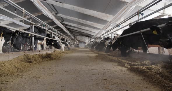 On A Farm, A Cow Eats Grass. Breeding Cows