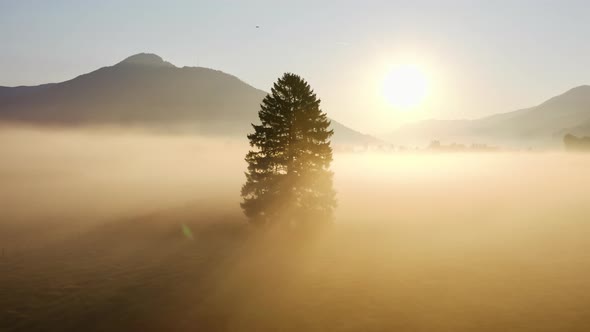 Drone Over Lone Tree In Sunlit Misty Landscape Of Zell Am See