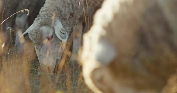 Sheep with a Brand on Their Ears Are Chewing Grass in the Pasture. Flock of Sheep Grazes