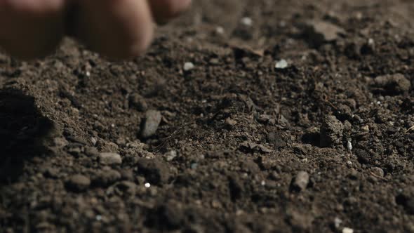 Hand Planting Corn Seed Into the Ground