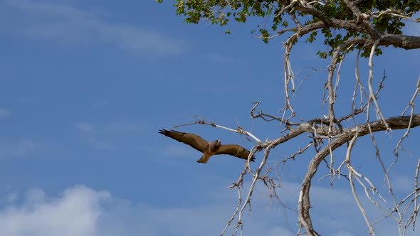 Swainson's Hawk flying in and landing in tree top