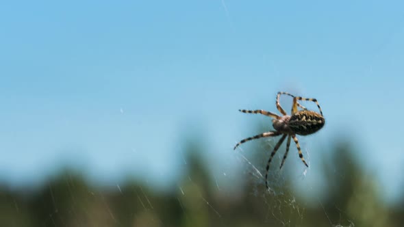 Closeup of Spider with Prey in Nature