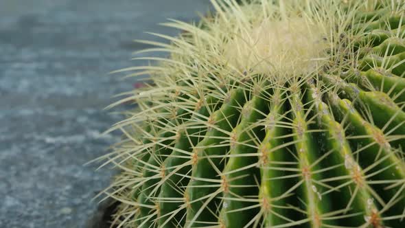 Round Cactus With Spikes 