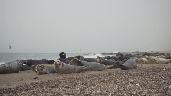 herd of marine seals lying on the sandy beach shore of horsey gap norfolk england uk