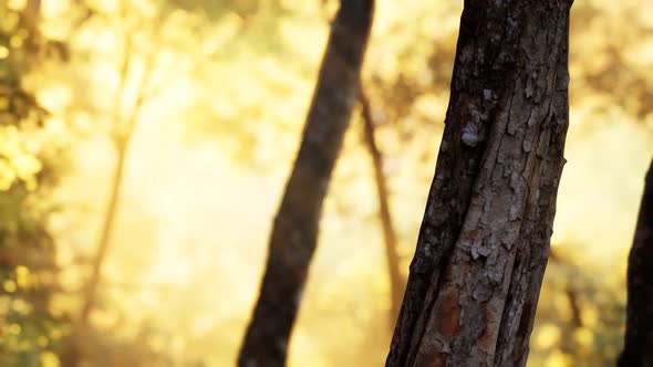 Rays of Bursting Sunlight in a Misty Forest